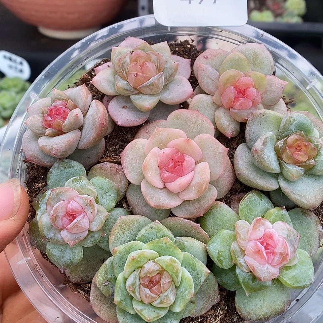 一物一拍一物一拍926-497