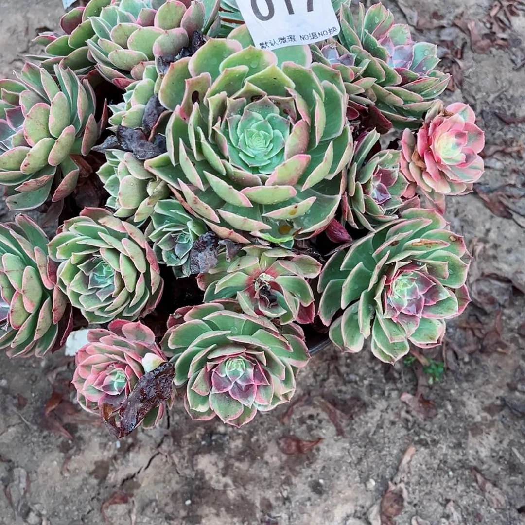 无花朵多肉植物花妖017