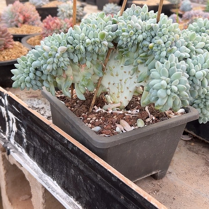 超大奶糖群生缀化多肉