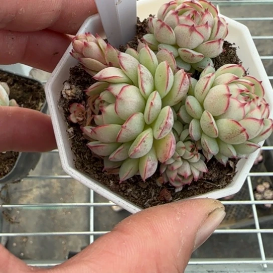 80 一物一拍多肉