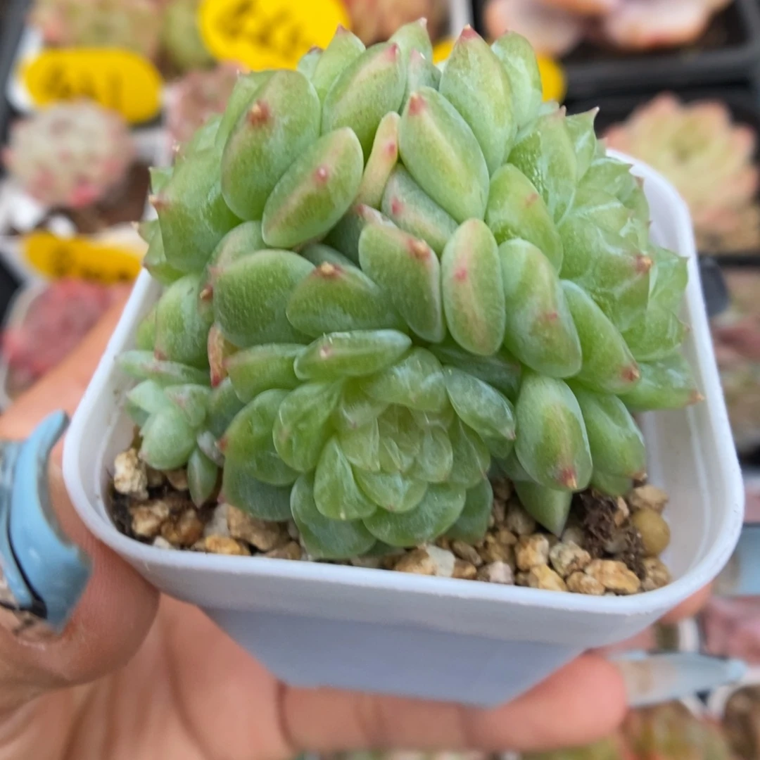 泼天富贵424号。