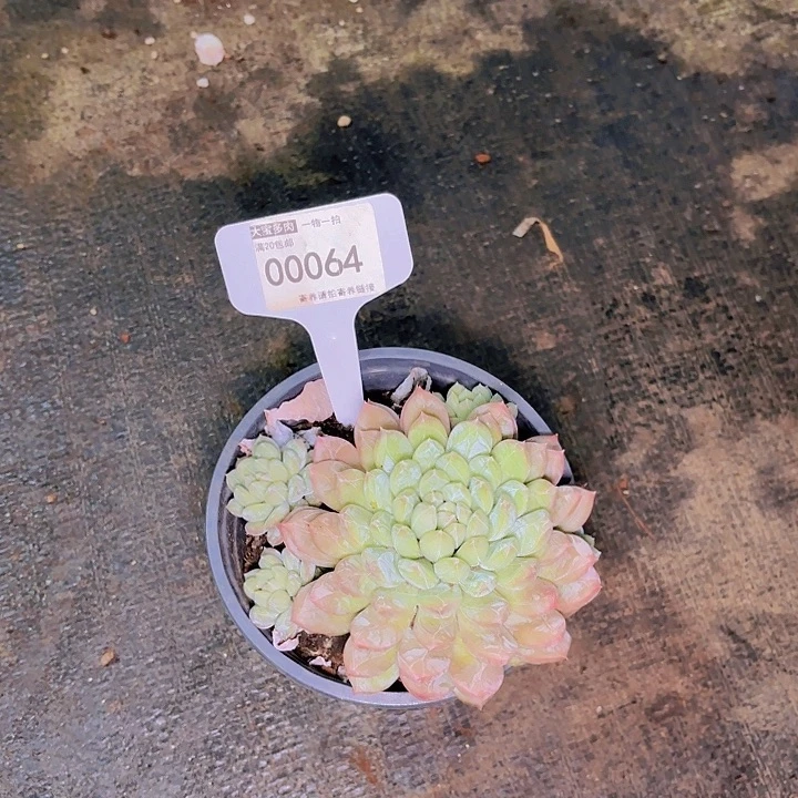 一**华百达翡丽一物一拍00064