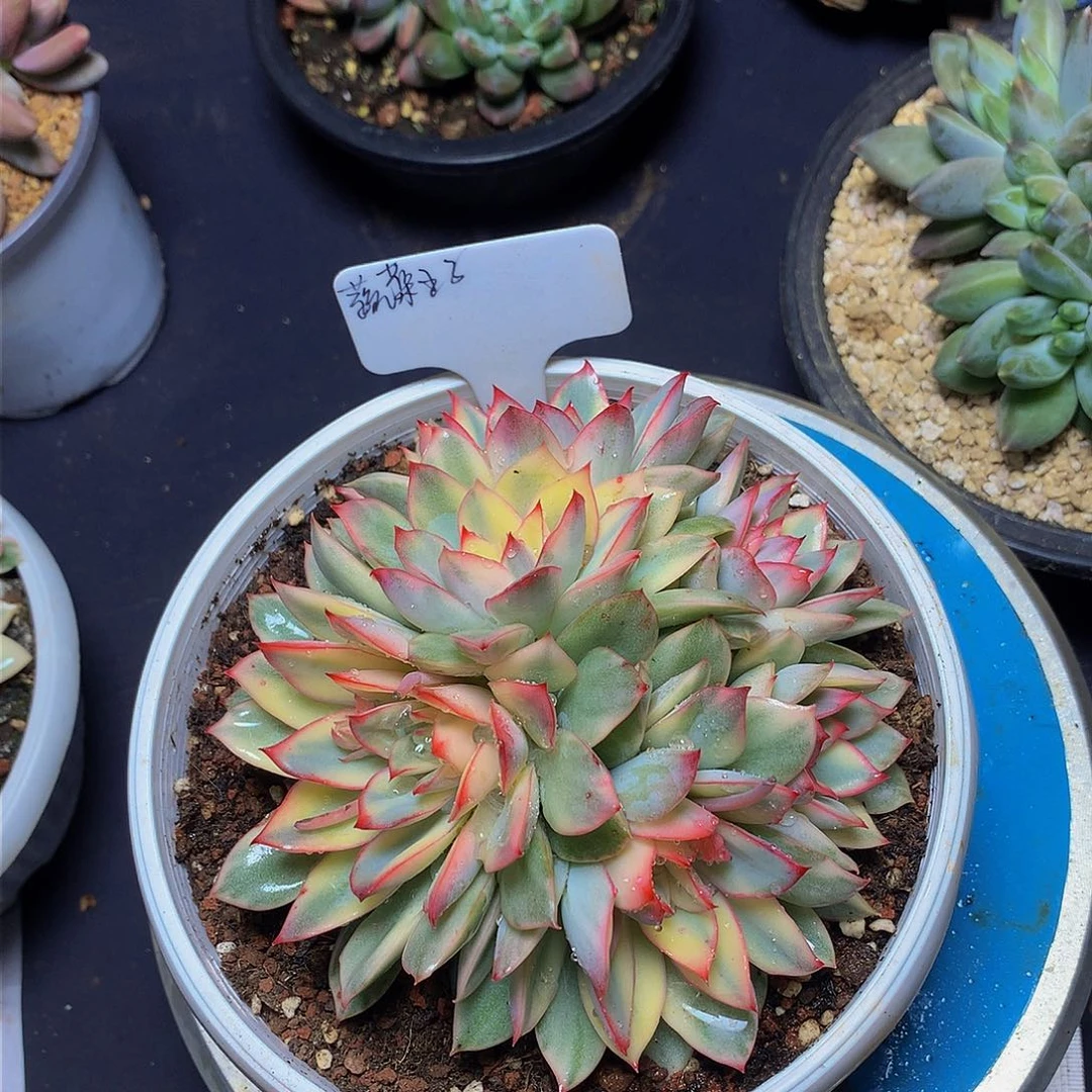 蔬**子哈哈哈哈哈哈哈哈哈