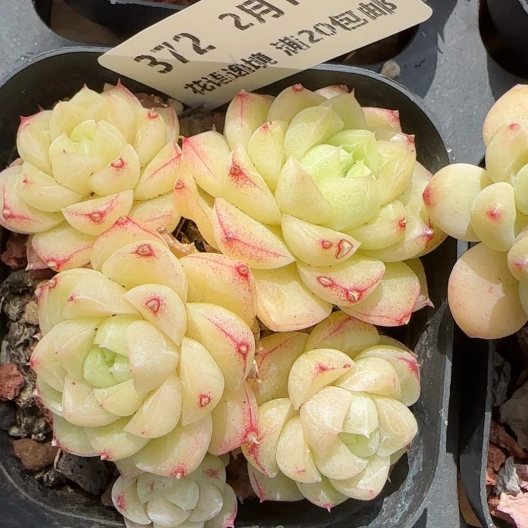 花语逸境0213-372