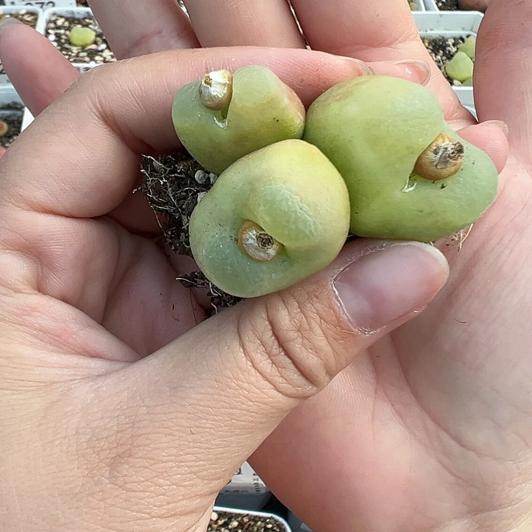 039毛汉尼三头带盆土发货