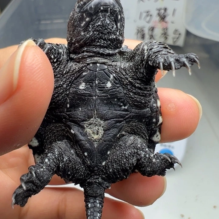 手***饭母宠物龟不退不换