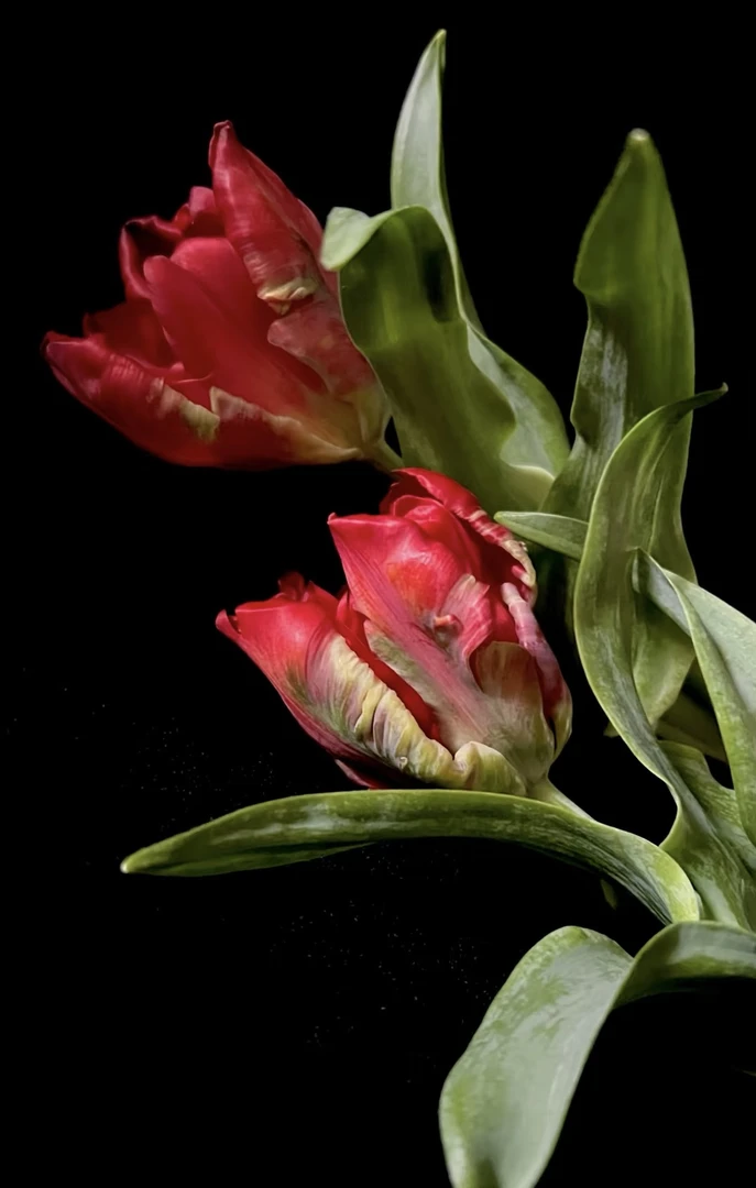 方德嘉荷A2红金刚郁金香10支（30cm左右）（8+2支防损耗）