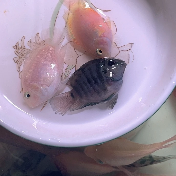 鹦鹉鱼迷你鹦鹉鱼（2备1）