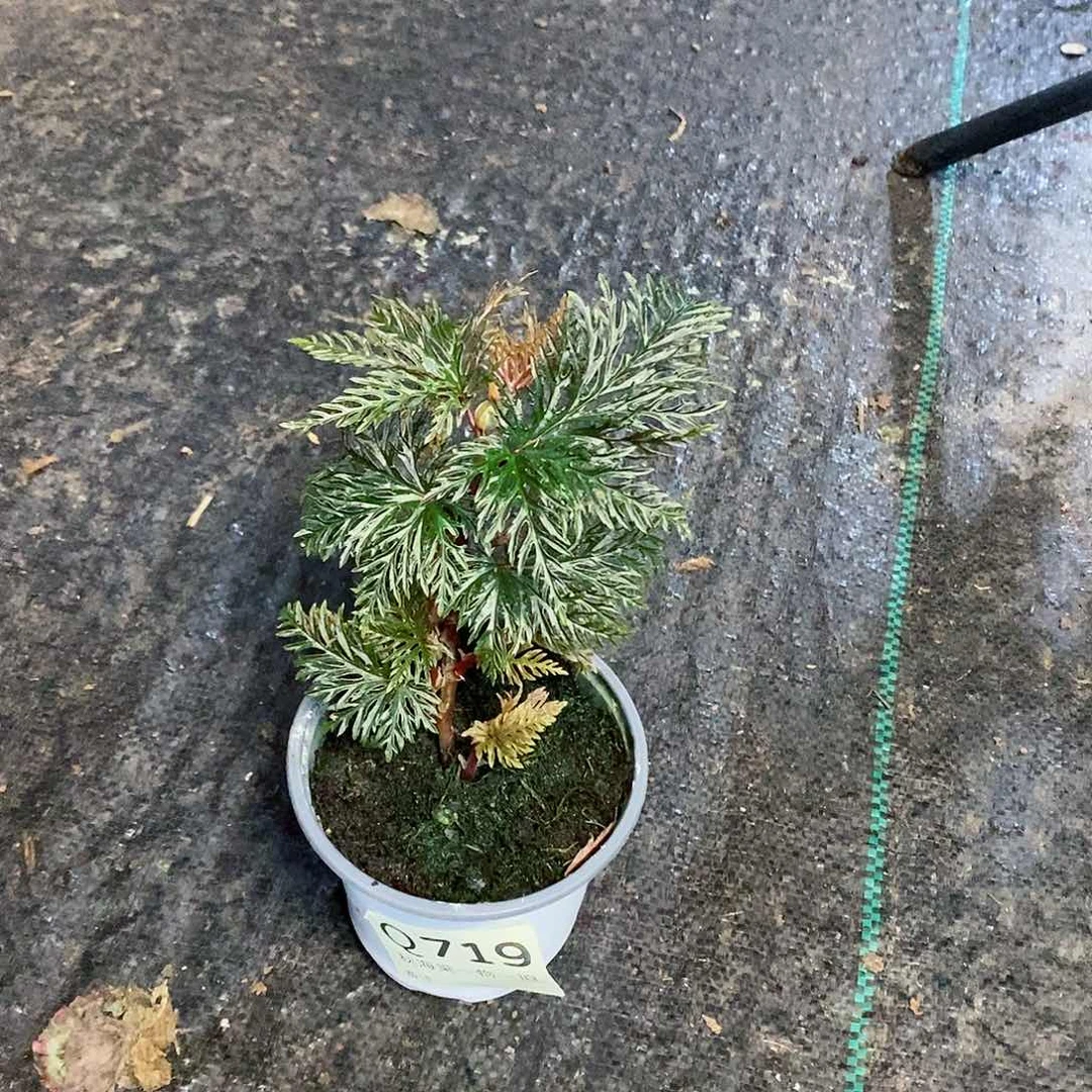 不开花植物凌*凌秋海棠719