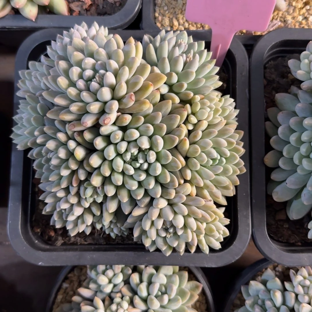 七彩奶糖111111111111111