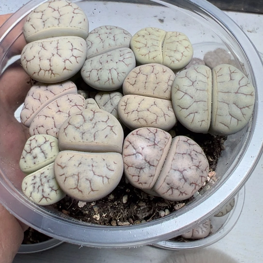 【闪购商品】 1086。