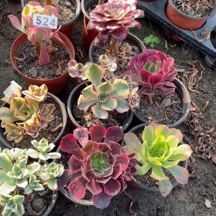 红***10颗小法师多肉植物