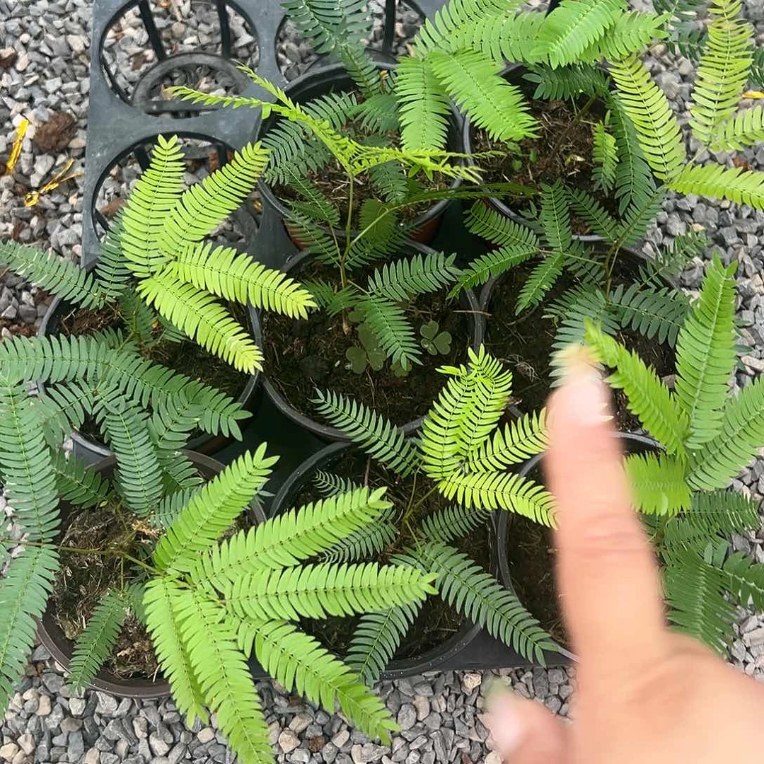 进口密叶猴耳环不售后