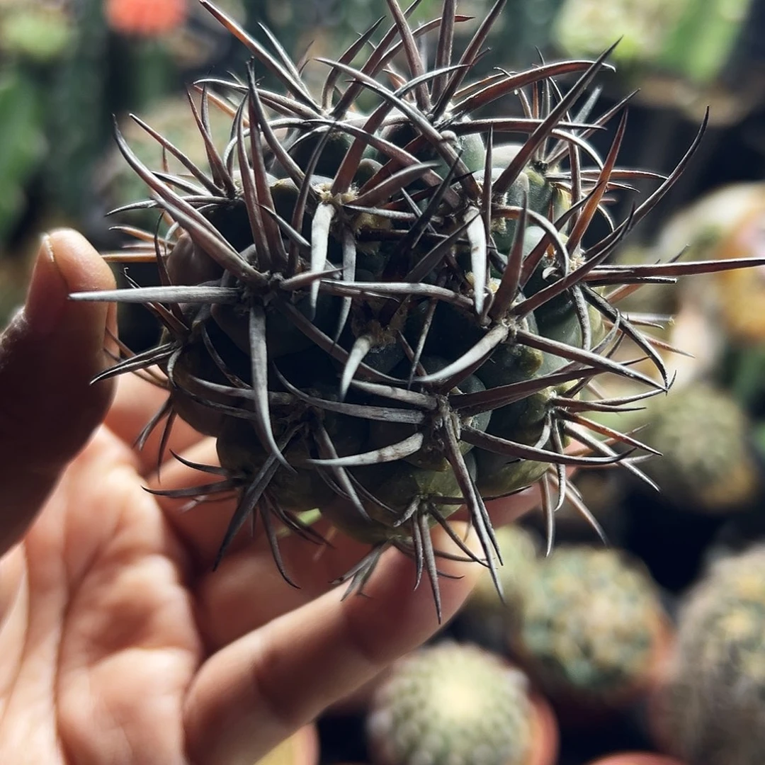 摩天龙仙人球11111111