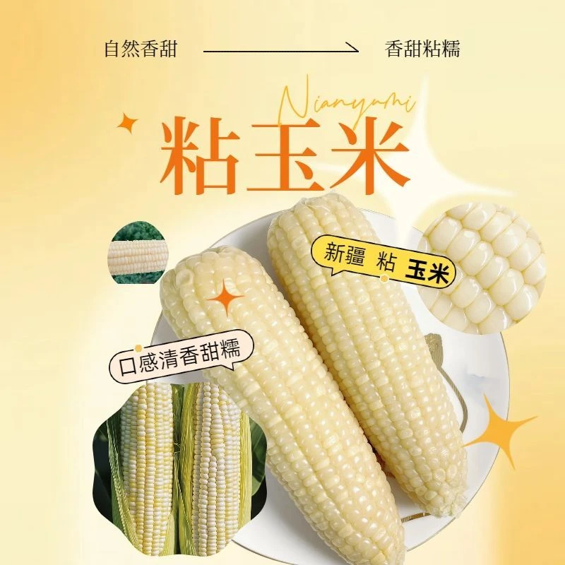 【新疆专属】新疆特产鲜茬白糯玉米软糯香甜玉米整箱10根低脂助代餐