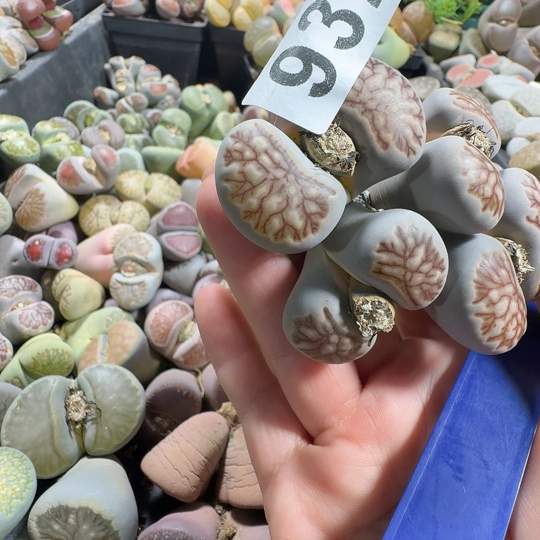 来***莲生石花一物一拍932