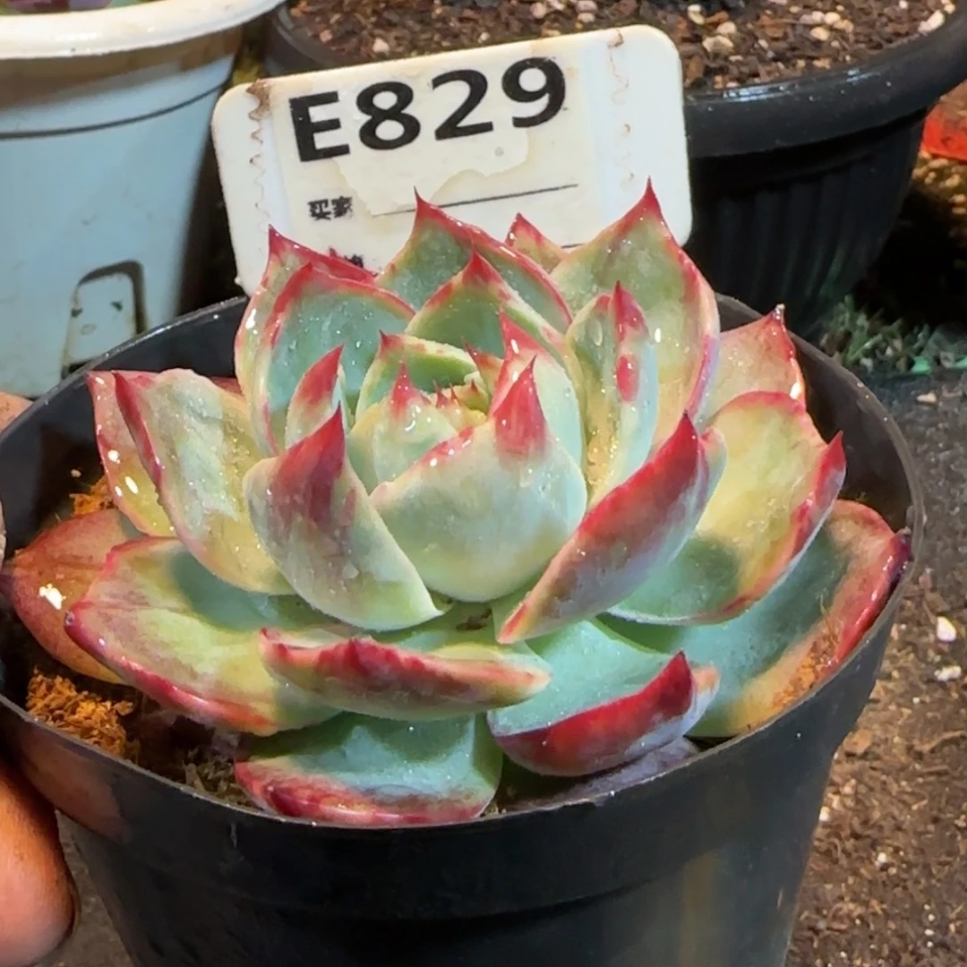 花脸拉丝惊鸿一物一拍包装收缩花旱829