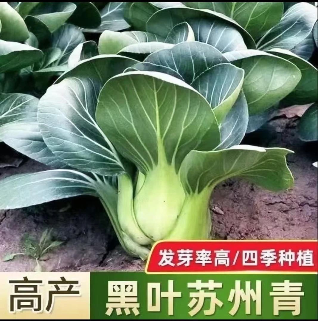 黑大头苏州青上海青青梗菜种子黑叶油菜阳台盆栽四季