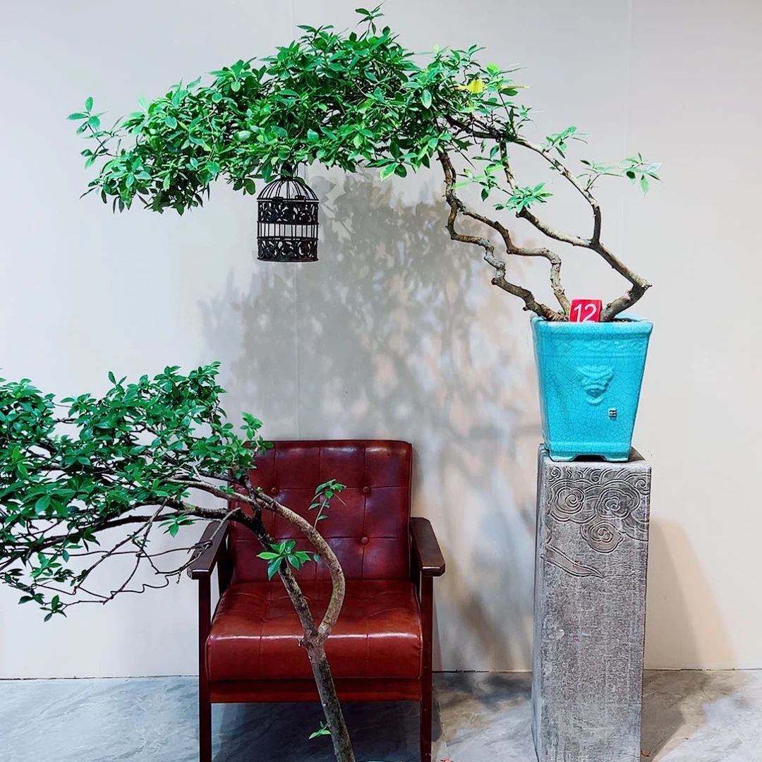 海岛栀子花一物一拍