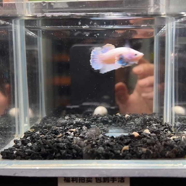 斗鱼竞拍跑单拉黑16日7