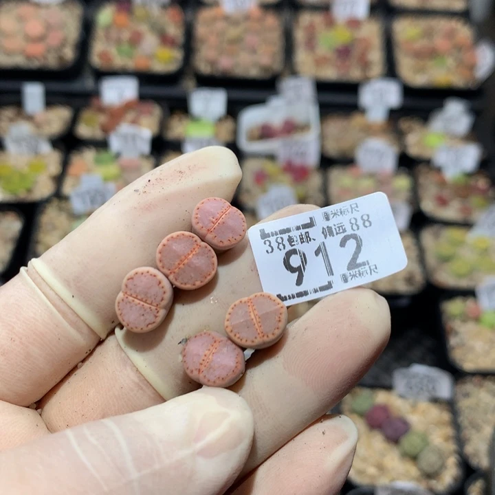 嗯****啊zzz精品生石花912