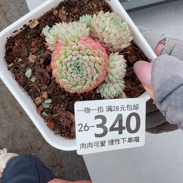 小红衣无盆土发货无盆