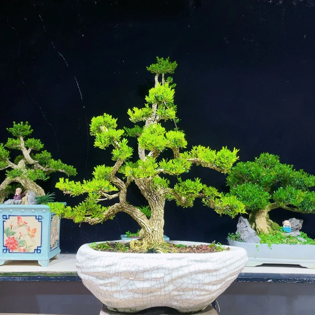 完全开放黄杨盆景四季常青