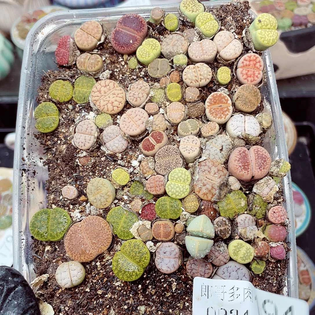 生石花满18包邮0924-194