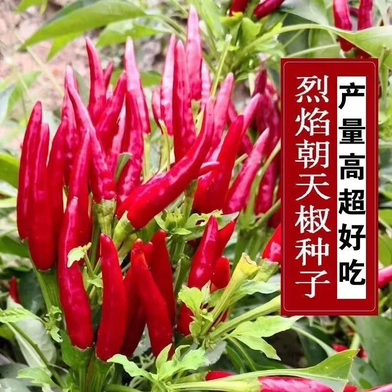 朝天椒种子小米椒辣味浓早熟辣椒种籽阳台盆栽农家蔬菜种子