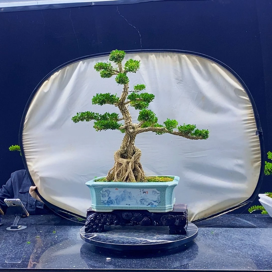 无花朵黄杨盆景造型