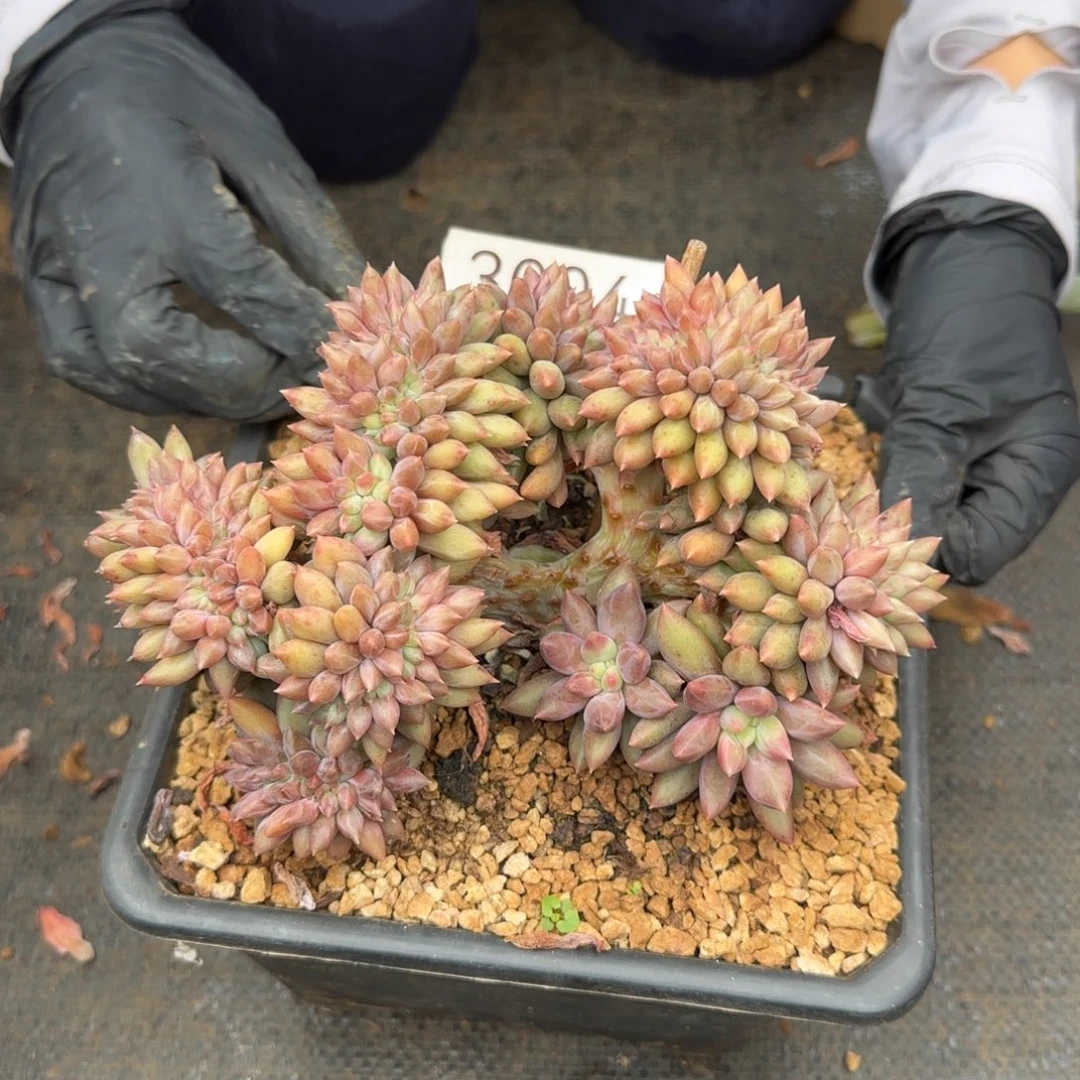 红蜻蜓缀。  3004号。