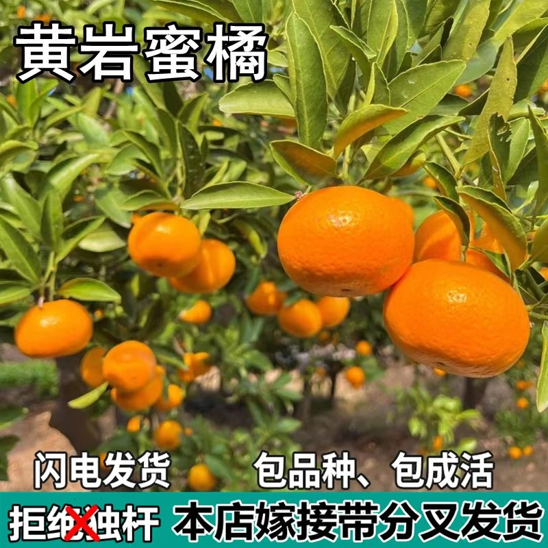 黄岩蜜橘树苗南北方地栽嫁接大果桔子树苗盆栽四季橘子苗当年结果