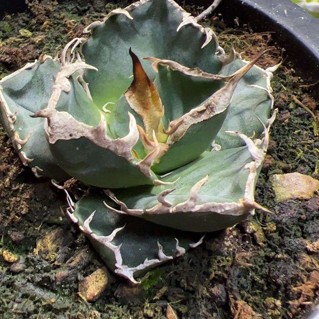 立可白龙舌兰仁王冠