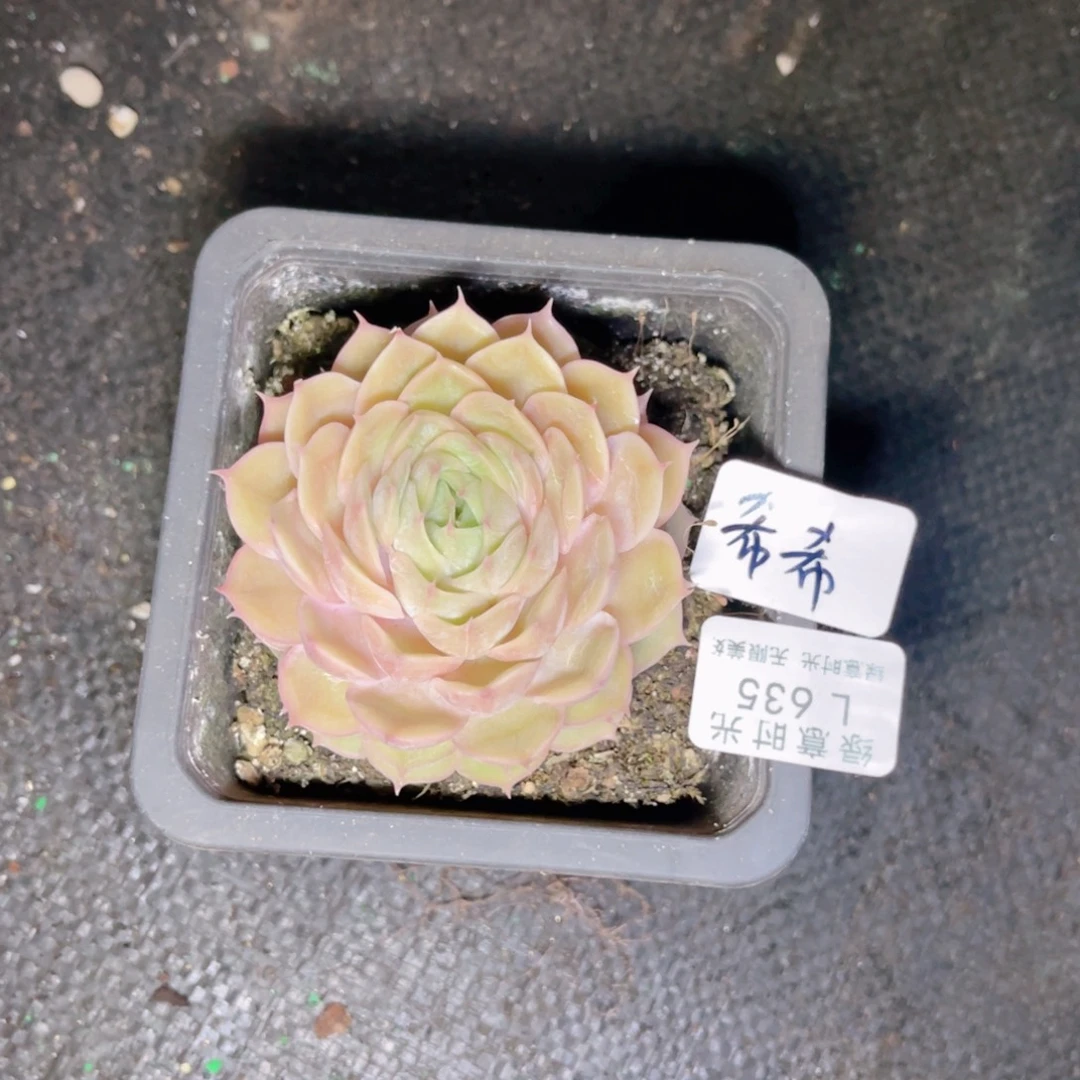 *****635  带陶瓷盆发货 一物一拍