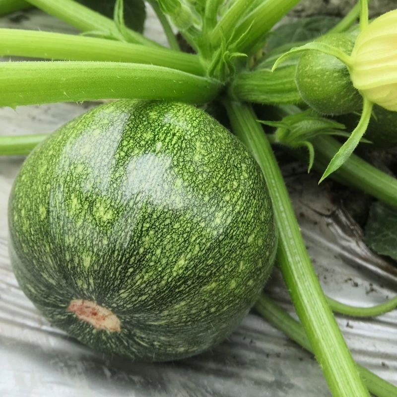 小南瓜嫩南瓜新鲜小南瓜整箱西葫芦圆形青皮南瓜绿皮当季农家蔬菜