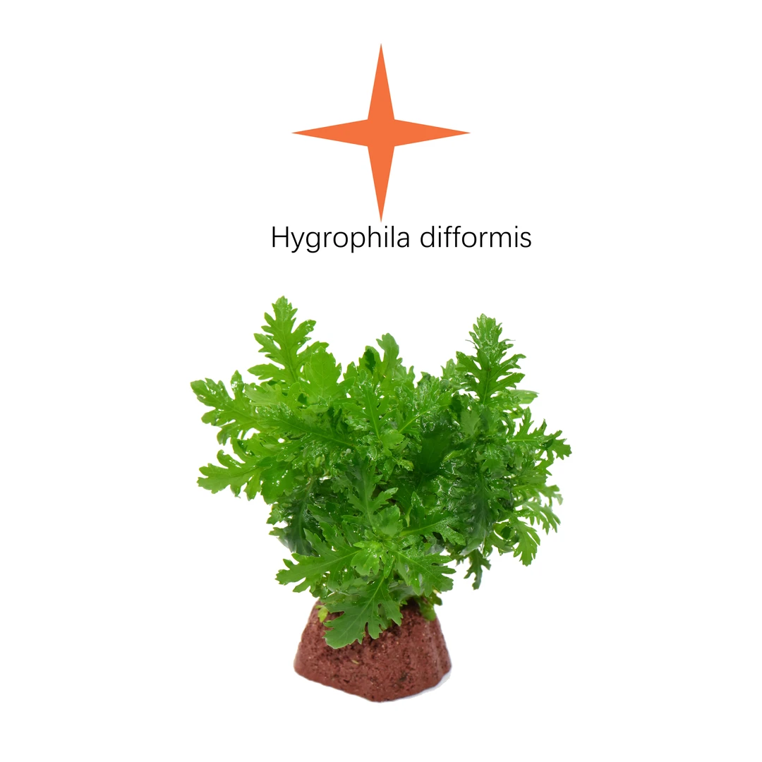 【火山石类】火山石底座水草 入水沉底无需底沙 新手懒人水草