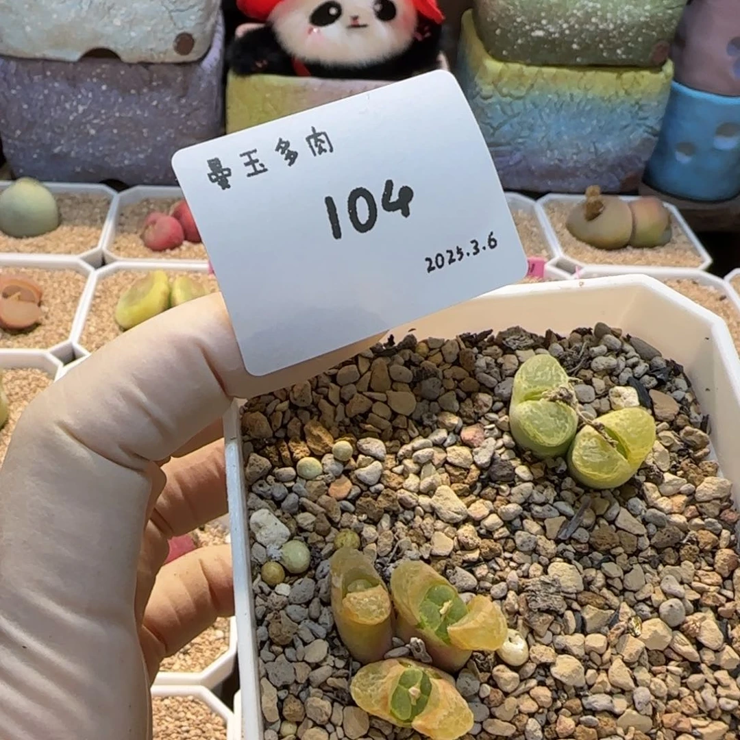 ?*?多肉多肉多肉3.6-104