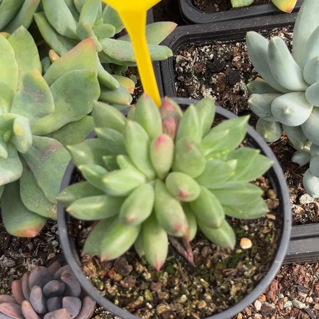 新品美人多肉植物858