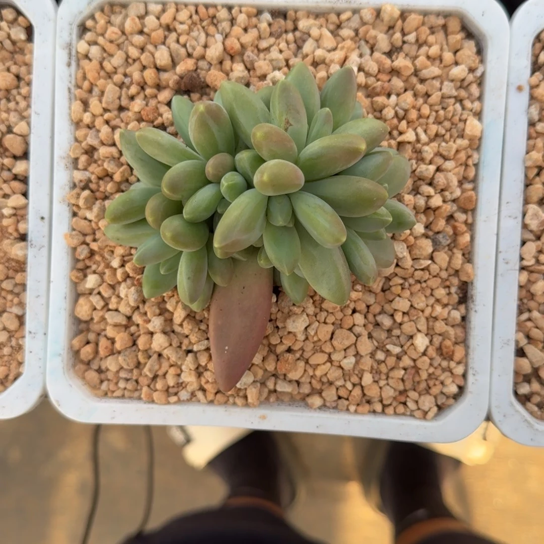 摩尔根 群生  一物一拍