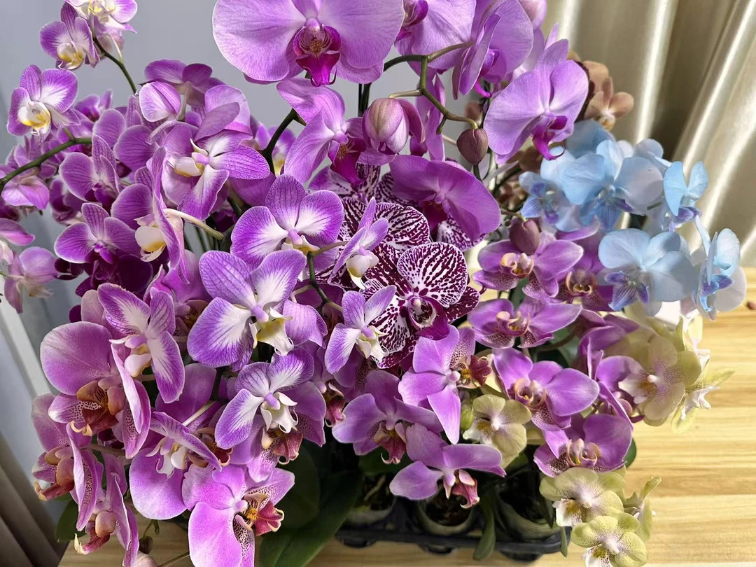 【随机发】蝴蝶兰 开花株 微瑕疵 观赏 真花