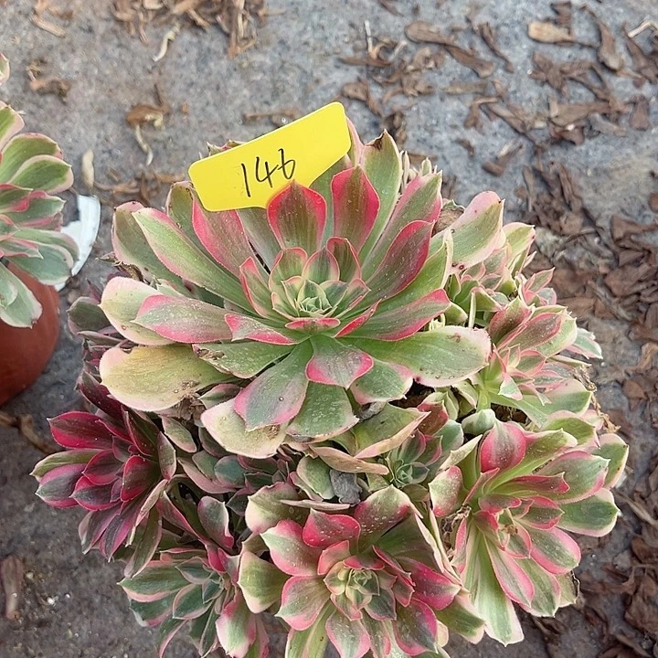 146一颗男神法师多肉