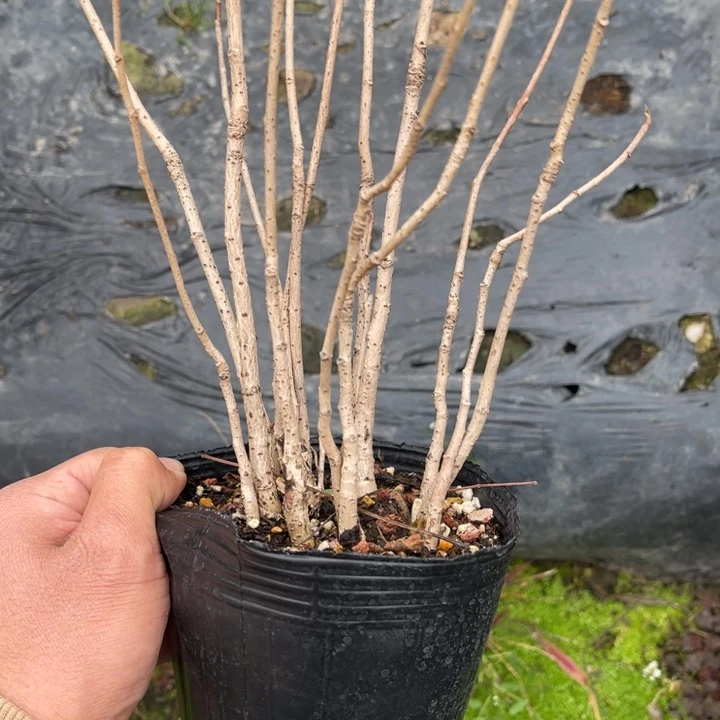 山野草盆栽有****山野草