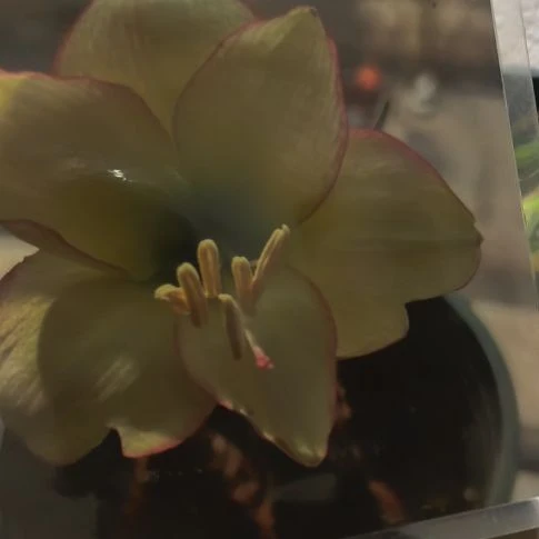 当前无花朵，栽培后可花朵俏江南4厘米裸根球
