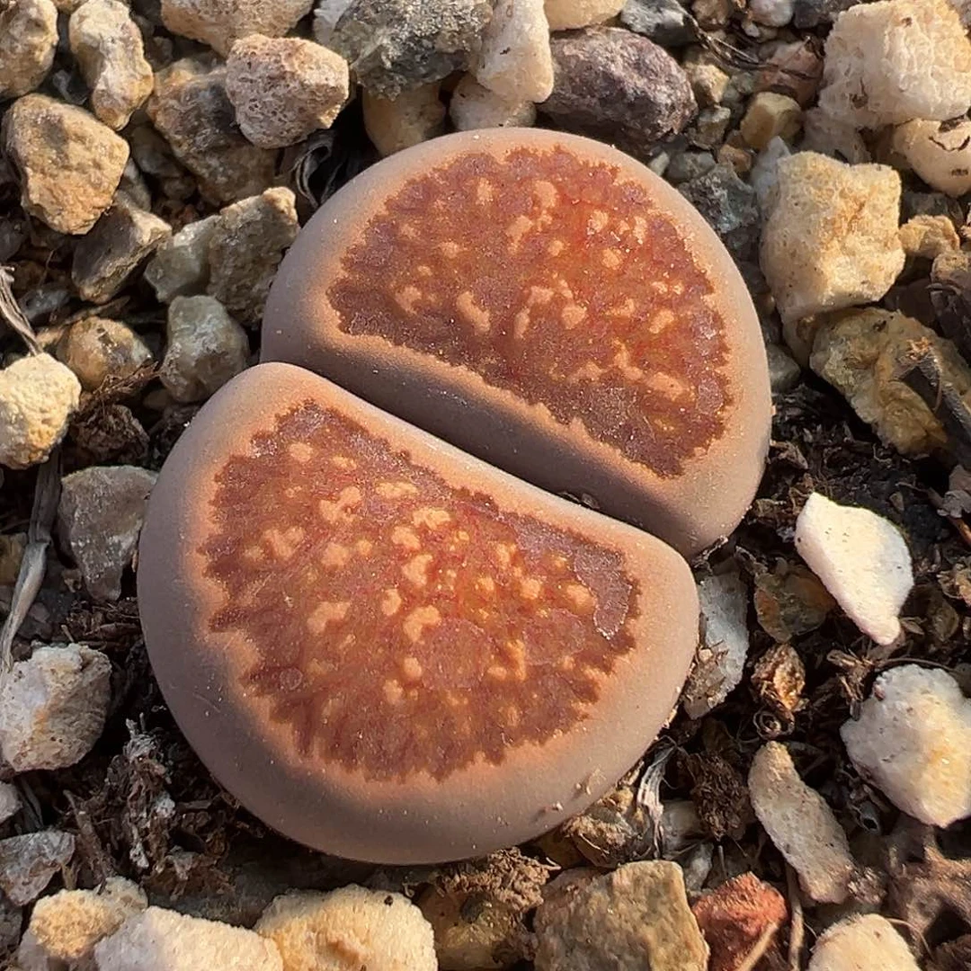 1243晕染菊福利炸