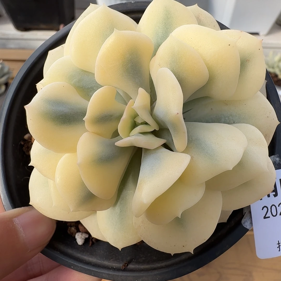 雪精灵锦1111212-190