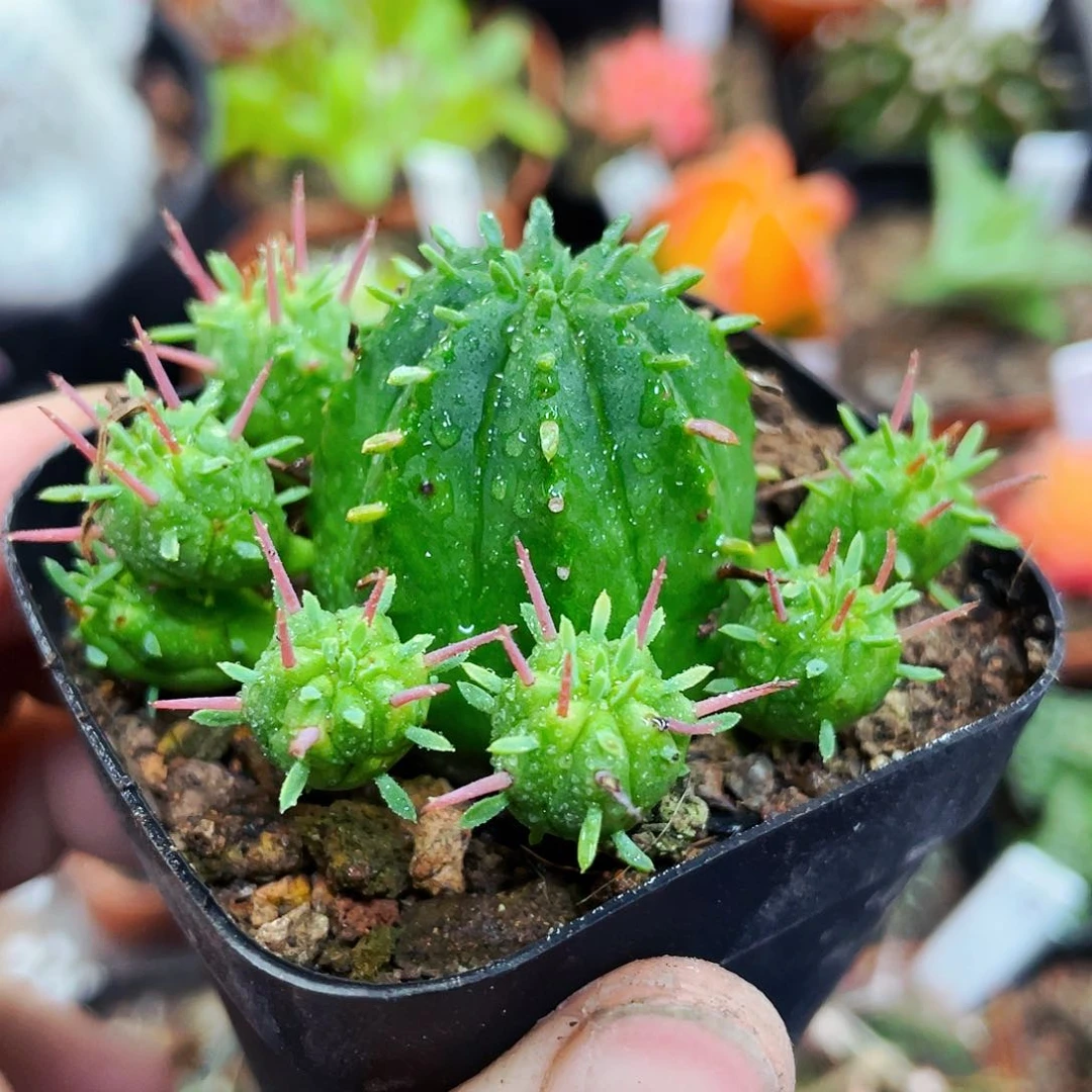 火麒麟非偏远地区满25包邮仙人球