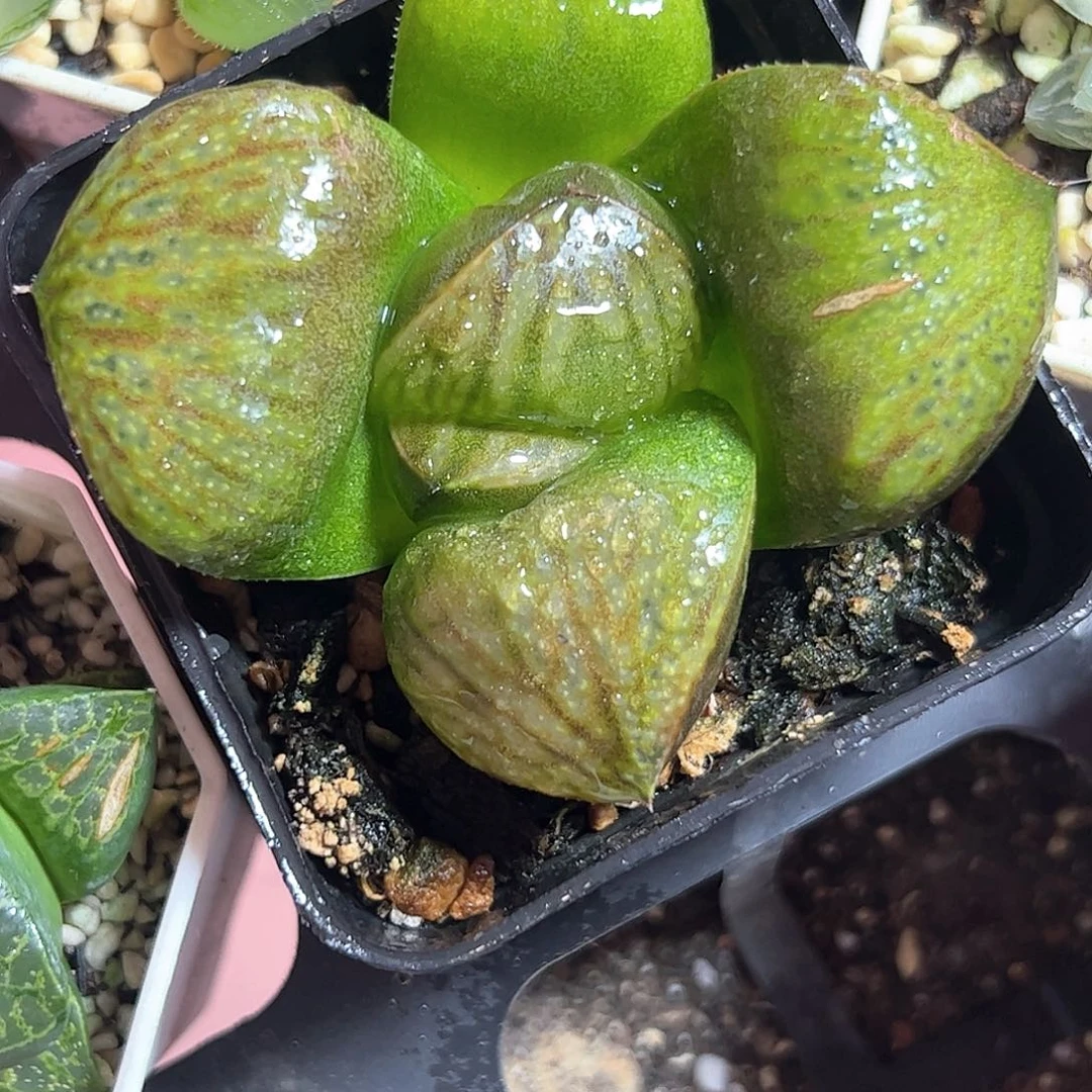 抹茶巨大化十二卷多肉植物