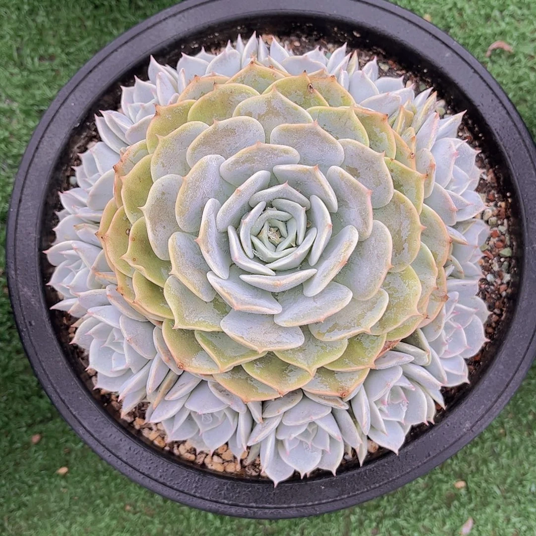 韩版劳拉捧花多肉