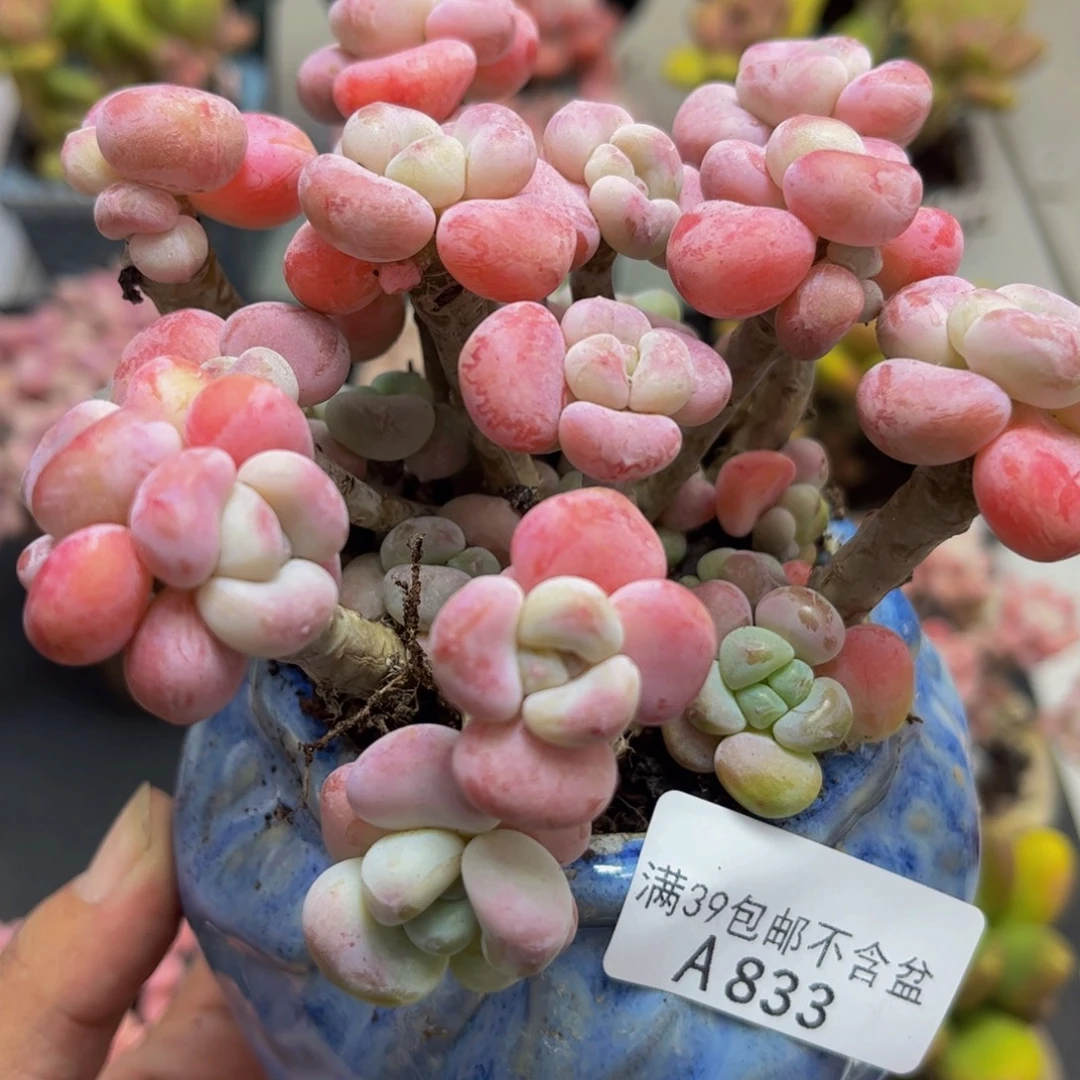 833腰子洛神10cm多肉植物