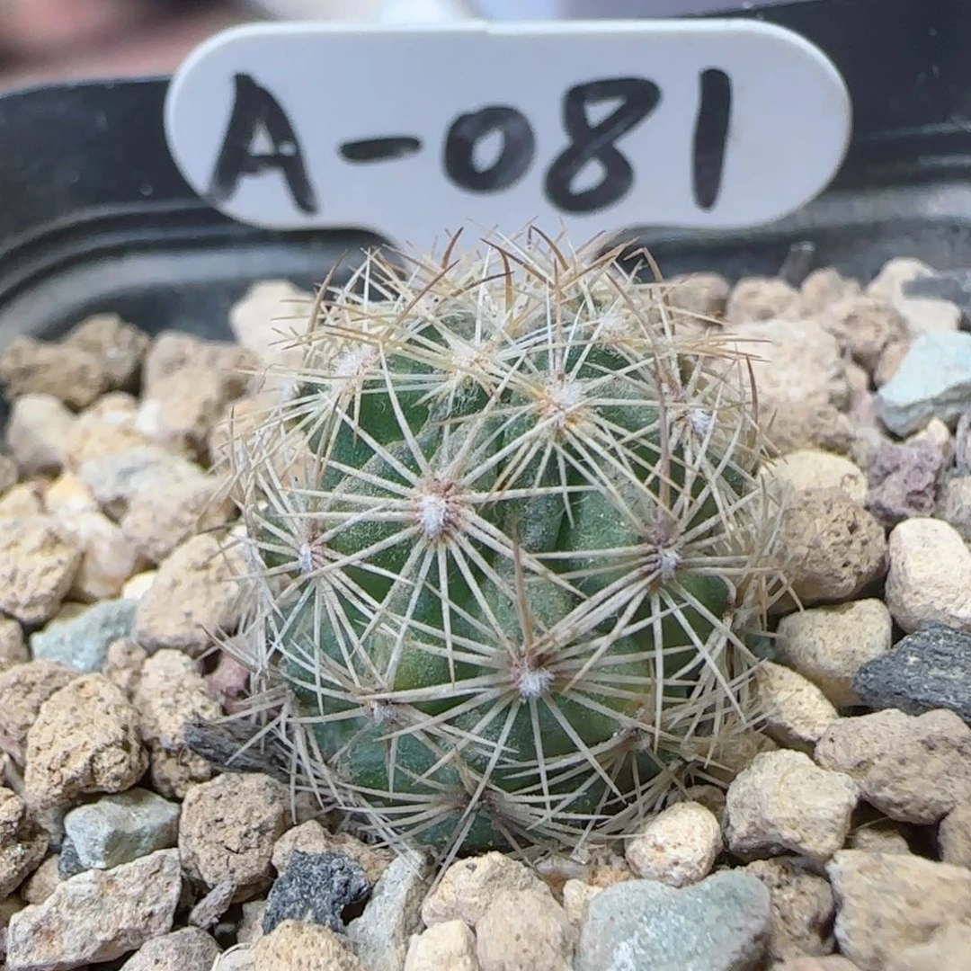 实生紫宝玉多肉000